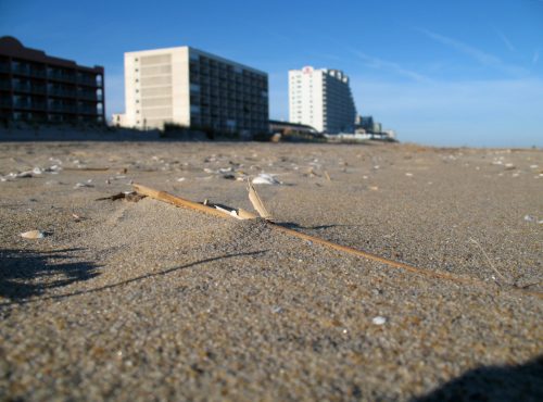 A sandy beach with a piece of driftwood in the foreground and tall buildings in the background under a clear blue sky.