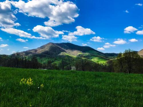 Lush green hills under a bright blue sky with fluffy clouds, featuring a vibrant field of wildflowers in the foreground.