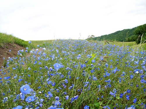 A field of vibrant blue flowers surrounded by green grass and a distant hill under a cloudy sky.