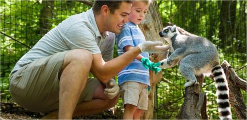 A man and a young boy interact with a lemur in a zoo setting, surrounded by greenery and wooden structures.