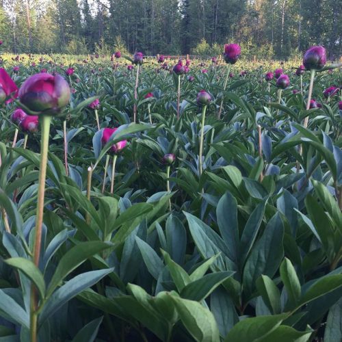 A field of lush green peony plants with vibrant pink buds under a clear sky and trees in the background.