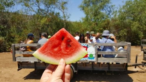 A hand holds a slice of watermelon in the foreground, with a group of people sitting on a trailer in the background.
