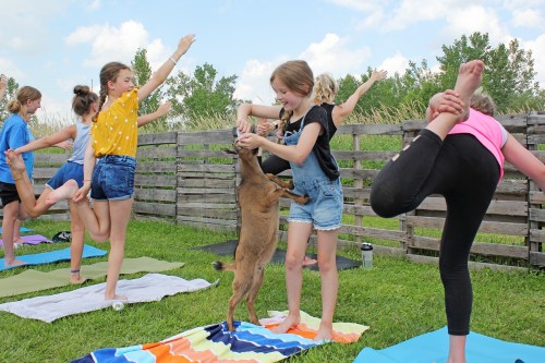 A group of children practicing yoga outdoors, with one girl playfully holding a goat while others pose on mats.