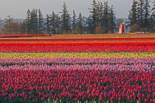 A vibrant field of multicolored tulips stretches across the landscape, with trees and a small structure in the background.