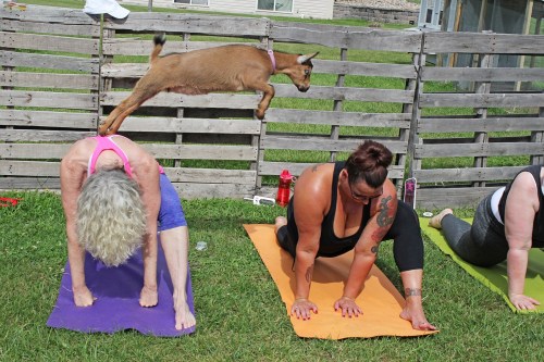 Two women practice yoga on mats outdoors while a goat leaps over them. A wooden fence and grass are in the background.