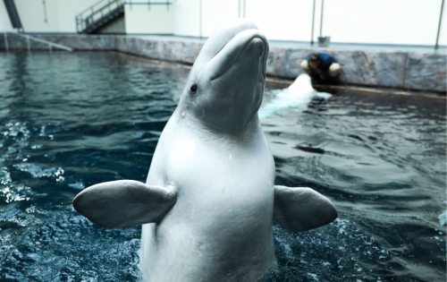 A beluga whale surfaces in a pool, with a trainer visible in the background.