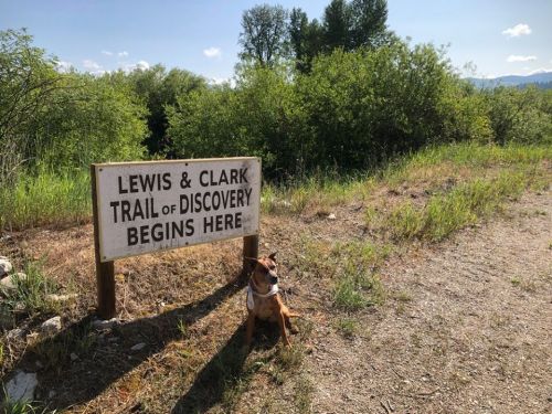 A dog sits beside a sign that reads "Lewis & Clark Trail of Discovery Begins Here," surrounded by greenery.
