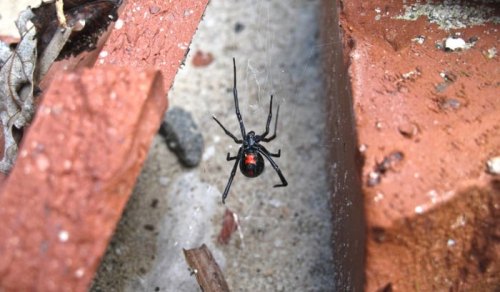 A black spider with a red hourglass shape on its abdomen hangs in a web between two bricks.