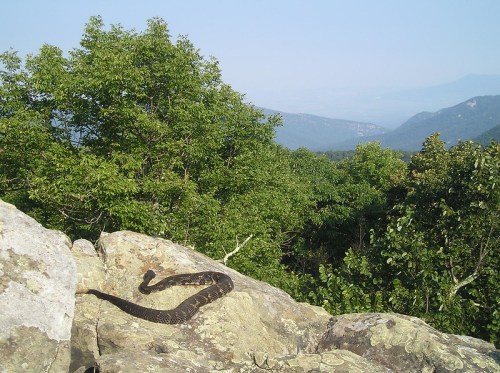 A snake resting on a rocky surface with a lush green landscape and distant mountains in the background.