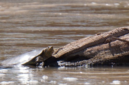A turtle rests on a log in a calm river, with water gently reflecting the sunlight.