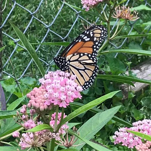 A monarch butterfly perched on pink flowers in a garden, with green foliage and a fence in the background.