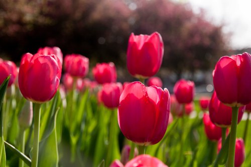 A field of vibrant pink tulips with green stems, softly illuminated by sunlight.