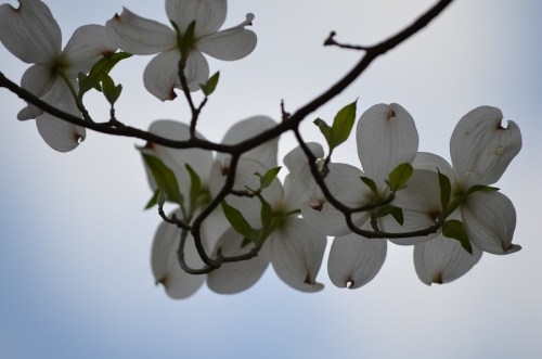 Delicate white flowers with green leaves on a branch against a soft, cloudy sky.