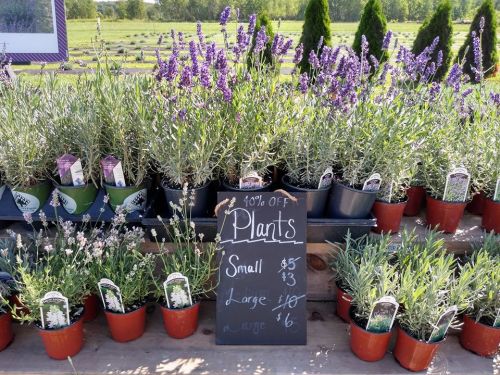 A display of lavender plants in pots with a chalkboard sign listing prices and a 10% off promotion.