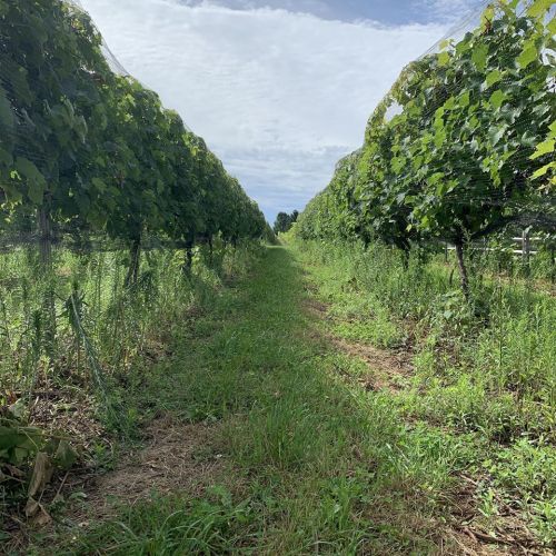 A pathway between rows of grapevines, surrounded by green foliage under a cloudy sky.