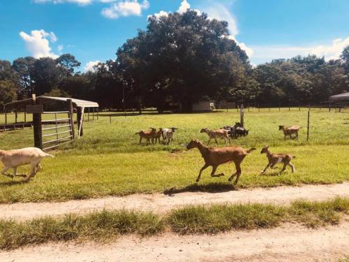 A group of goats running across a grassy field with trees and a barn in the background under a blue sky.