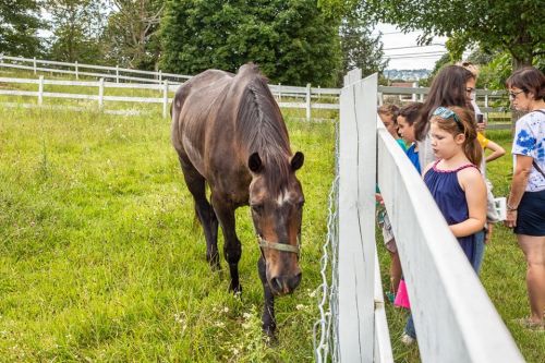 A brown horse approaches a white fence where children watch curiously in a grassy field.