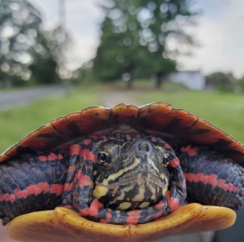 A close-up of a colorful turtle with a patterned shell, set against a blurred natural background.