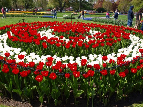 A vibrant flower bed featuring red and white tulips arranged in a circular pattern, with people walking in the background.