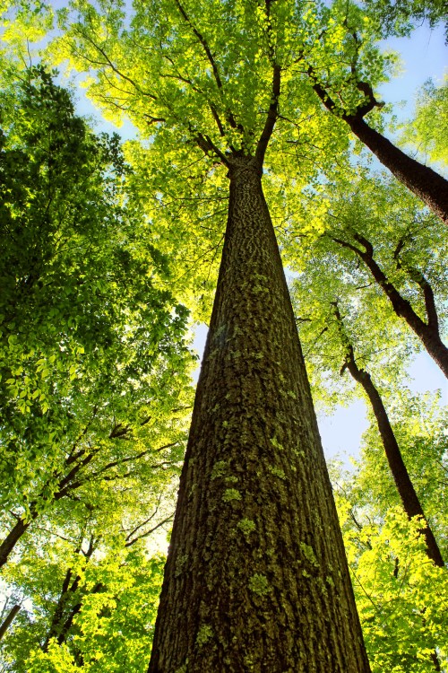 A tall tree viewed from below, surrounded by vibrant green leaves and sunlight filtering through the canopy.