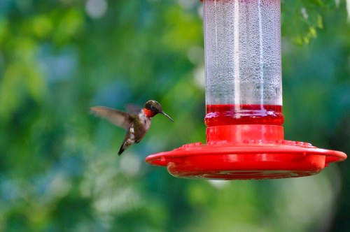 A hummingbird hovers near a red feeder filled with nectar, surrounded by green foliage.