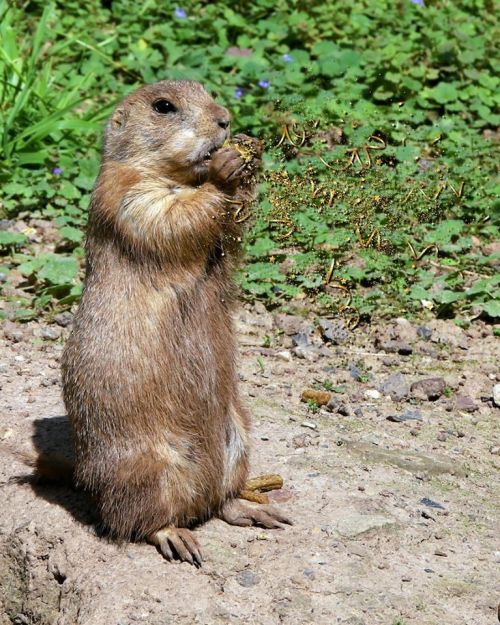 A standing prairie dog holds food, surrounded by green grass and small flowers, with a playful scattering of letters.