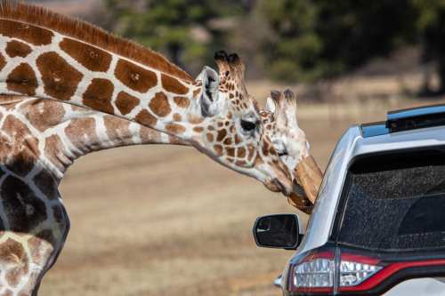 Two giraffes reaching into a car, one sniffing a brown paper bag while the other observes.