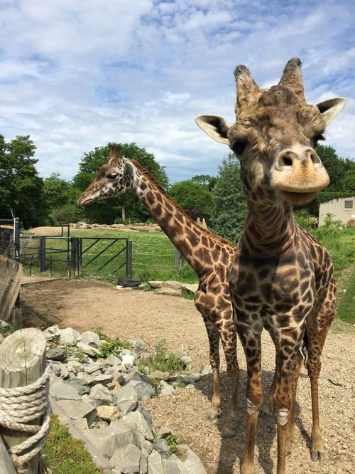 Two giraffes stand in a grassy area, with one looking directly at the camera against a blue sky.