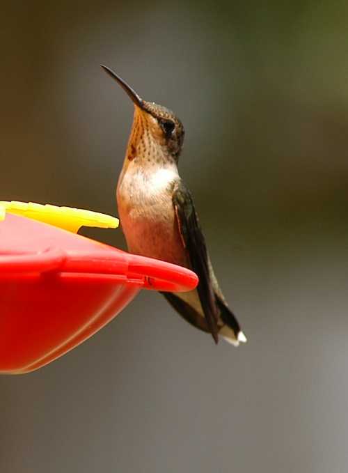 A close-up of a hummingbird perched at a bright red feeder, with a blurred background.