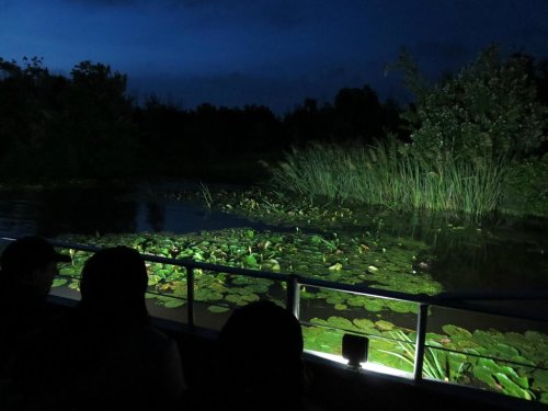 A nighttime view of a calm waterway with lily pads, illuminated by soft lights, surrounded by lush greenery.