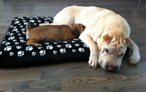 A large Shar Pei dog rests on a pet bed while a small puppy cuddles beside it, both looking cozy and relaxed.
