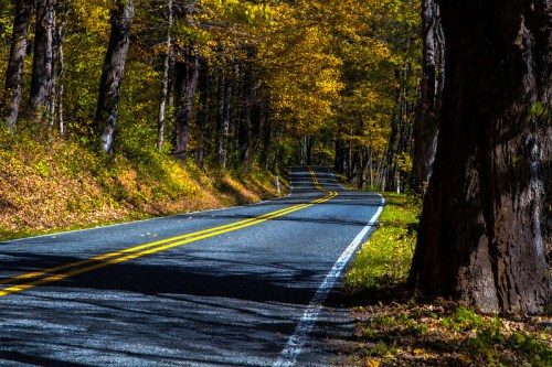 Winding road through a forest with vibrant autumn foliage and sunlight filtering through the trees.