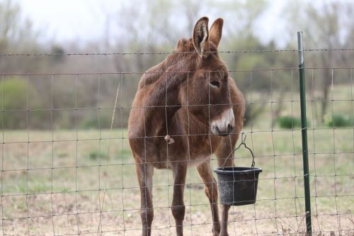 A brown donkey stands by a fence, looking at a black bucket hanging nearby in a grassy field.