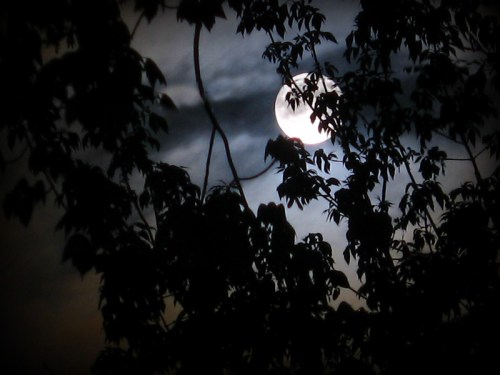 A full moon peeks through dark tree branches against a cloudy night sky.