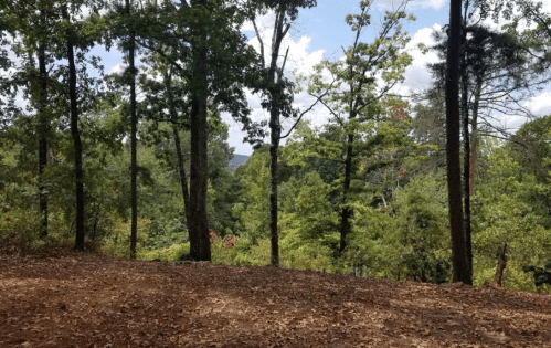 A serene forest scene with tall trees and a view of green hills under a partly cloudy sky.