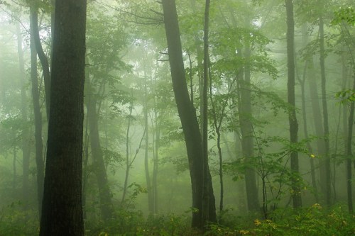 A misty forest with tall trees and lush green foliage, creating a serene and mysterious atmosphere.