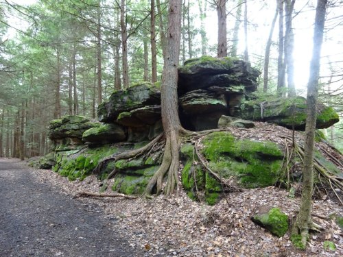 A moss-covered rock formation with a tree growing on it, surrounded by a forest path and tall trees.