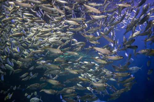 A large school of fish swimming together in deep blue water, creating a dynamic underwater scene.