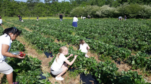 Children and adults picking strawberries in a lush green field on a sunny day.