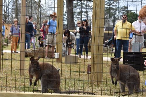 Two wallabies in a fenced area with a crowd of people observing in the background.