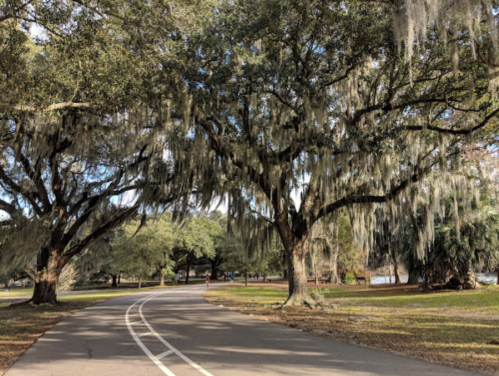 A winding path through a park lined with large trees draped in Spanish moss under a clear blue sky.