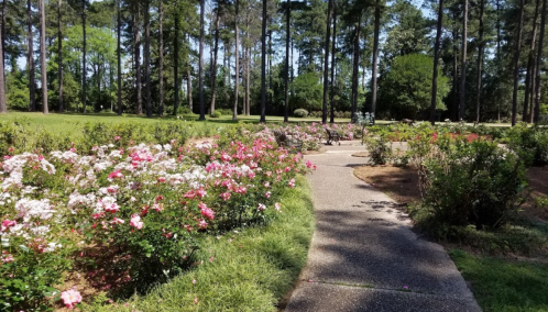 A winding path through a vibrant rose garden, surrounded by tall trees and lush greenery.