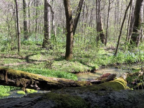 A serene forest scene with trees, a small stream, and moss-covered logs, surrounded by green foliage and wildflowers.