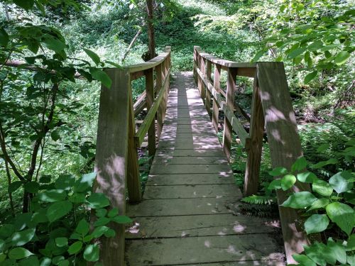 A wooden bridge leads through a lush, green forest, surrounded by trees and foliage.