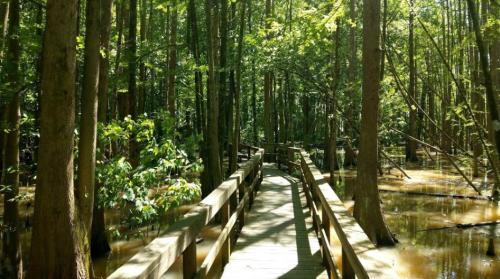 A wooden boardwalk winds through a lush, green forest with flooded areas and tall trees under bright sunlight.