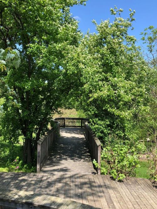 A wooden pathway leads through lush greenery under a clear blue sky.