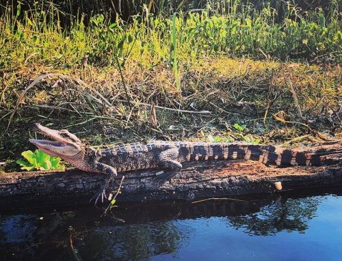 A crocodile resting on a log by the water, surrounded by lush green grass and plants.