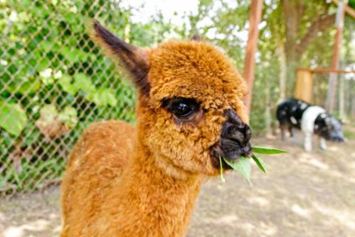 A fluffy brown alpaca munching on green leaves in a sunny outdoor setting.