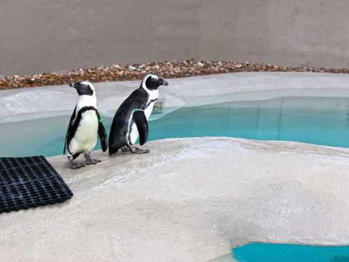 Two penguins stand on a rocky ledge beside a turquoise pool, looking out over the water.