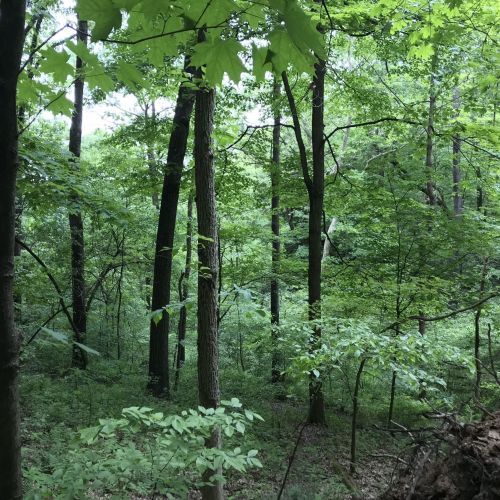 Lush green forest with tall trees and dense foliage, creating a serene and tranquil natural environment.